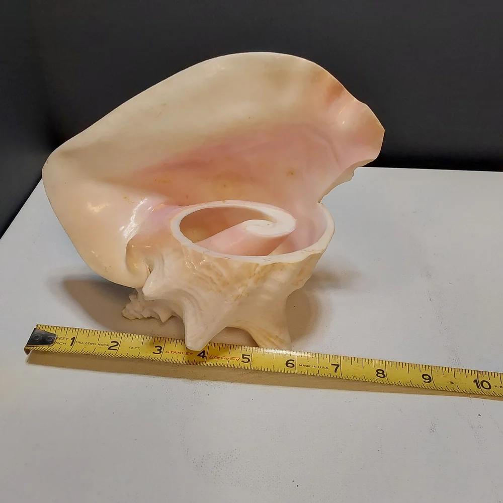 Natural Large Pink QUEEN Conch Shell Seashell Aquarium Beach Decor
